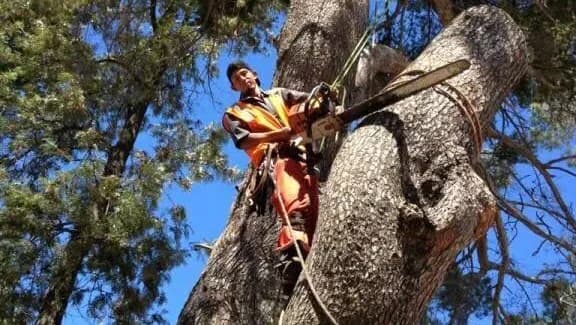 Tree work from the business’s Google owner photo collection