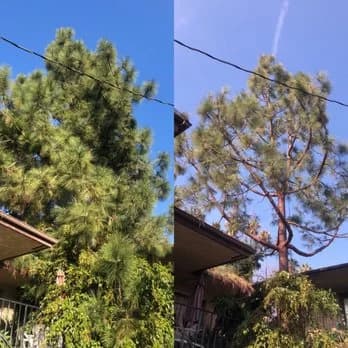 Pine canopy comparison uploaded by Hallelujah Tree Service