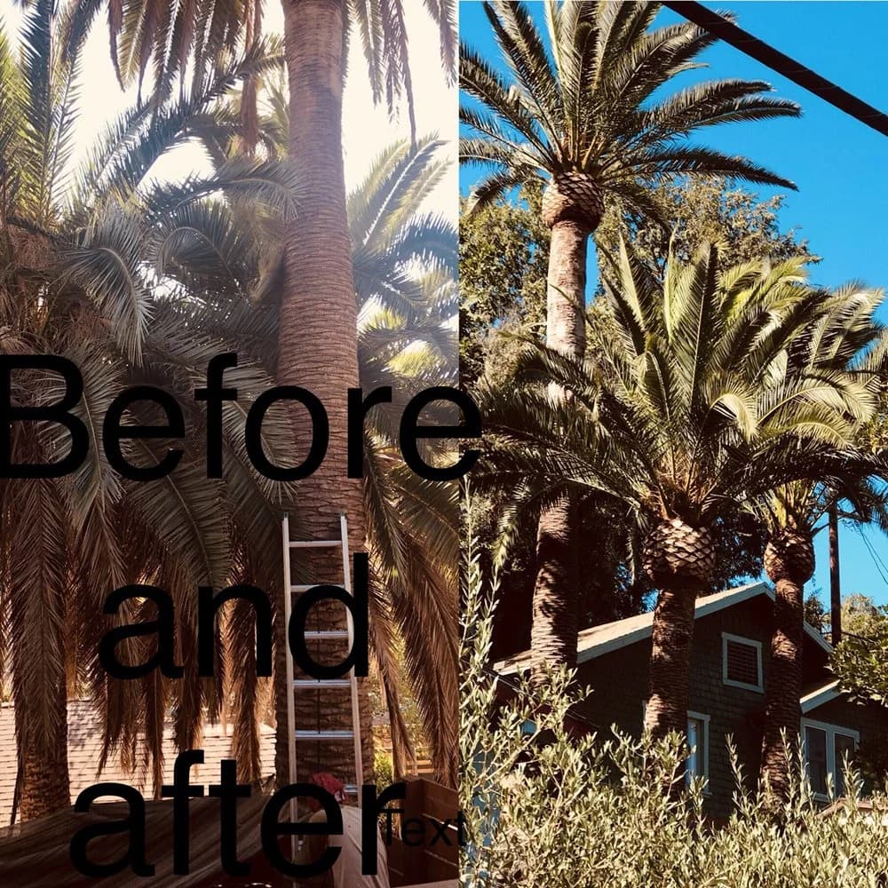 Original palm-care comparison posted by Hallelujah Tree Service